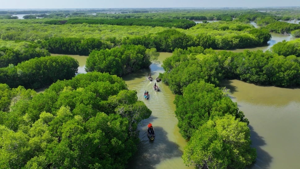 Daikin Impact: Penanaman 10.000 Mangrove di Pesisir Jakarta